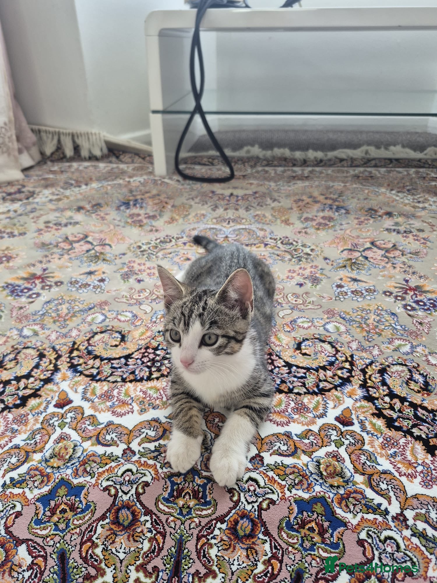 British Shorthair cats for sale: Tabby short hair kittens  - Advert 4