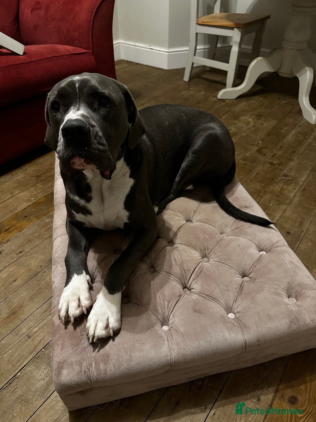 Mastiff dogs for sale: Mastiff dog ( Buddy )  - Advert 4