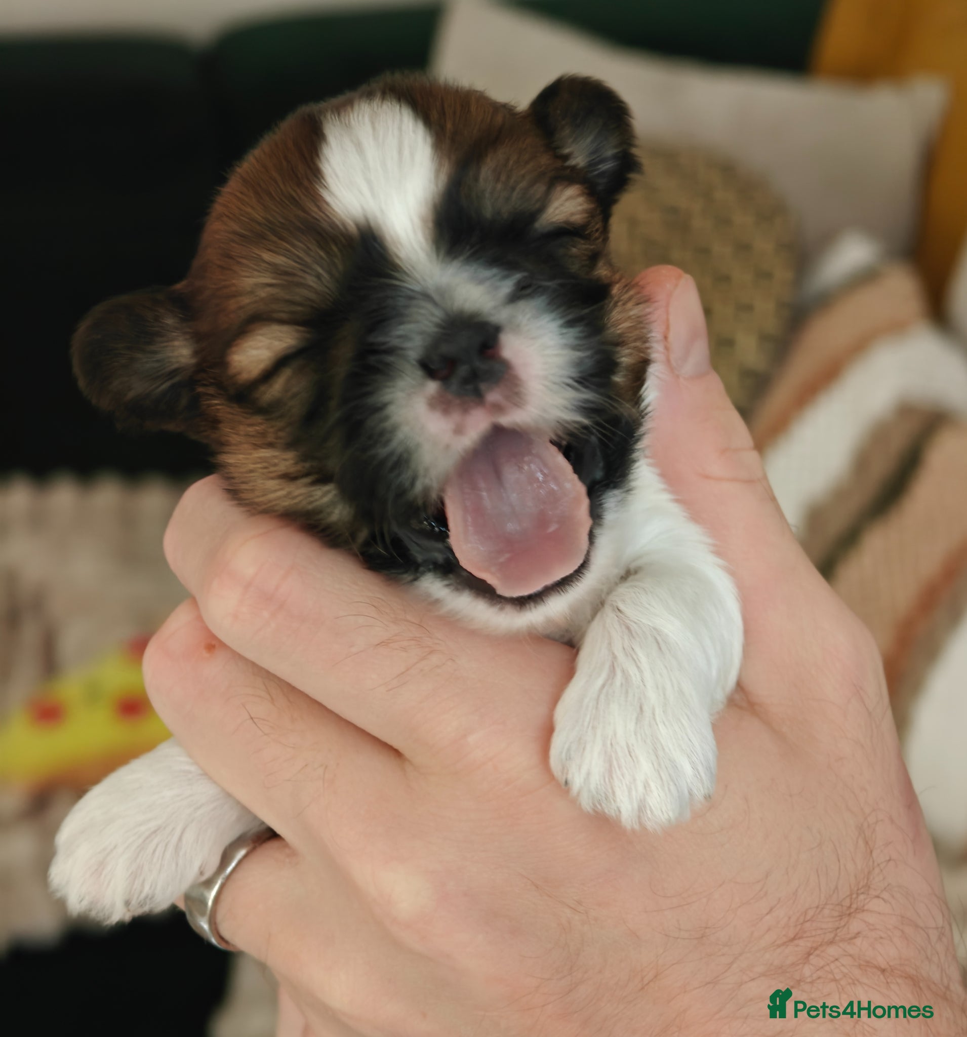 Shih Tzu dogs 🌟 Shih Tzu Boys Ready for Their Forever Homes! 🌟 - Advert 6