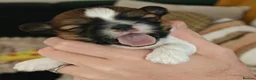 Shih Tzu dogs for sale: 🌟 Shih Tzu Boys Ready for Their Forever Homes! 🌟 in Edinburgh - Advert 1