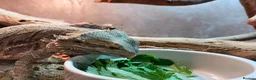 Bearded Dragon reptiles for sale: Female 4yr Bearded Dragon, friendly & curious - Advert 3