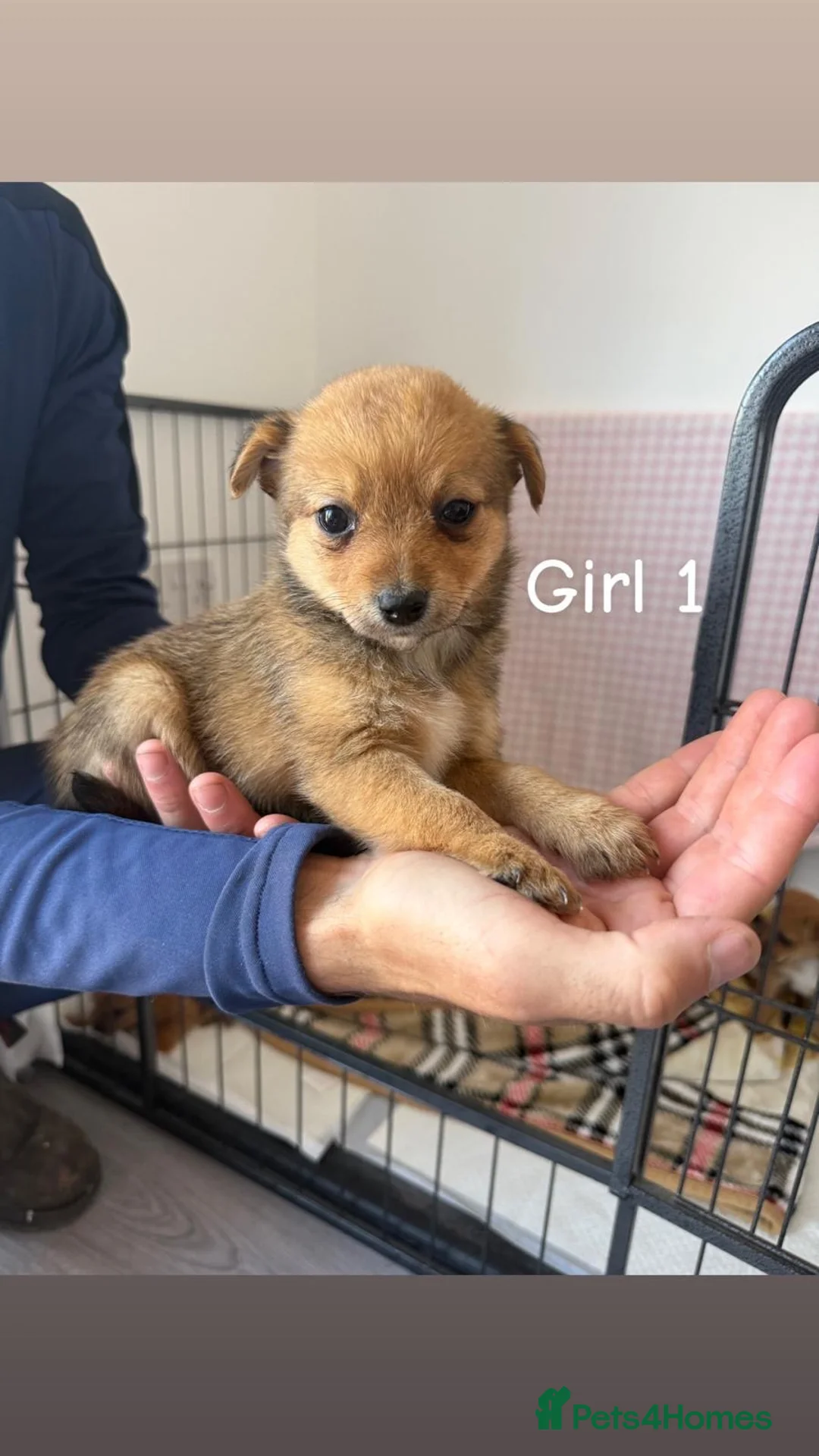 Mixed Breed dogs for sale: Norfolk terrier x Pomeranians - Advert 2