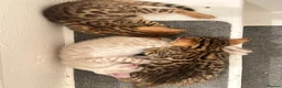 Bengal cats for sale: 3 pure bengals boys available  - Advert 15