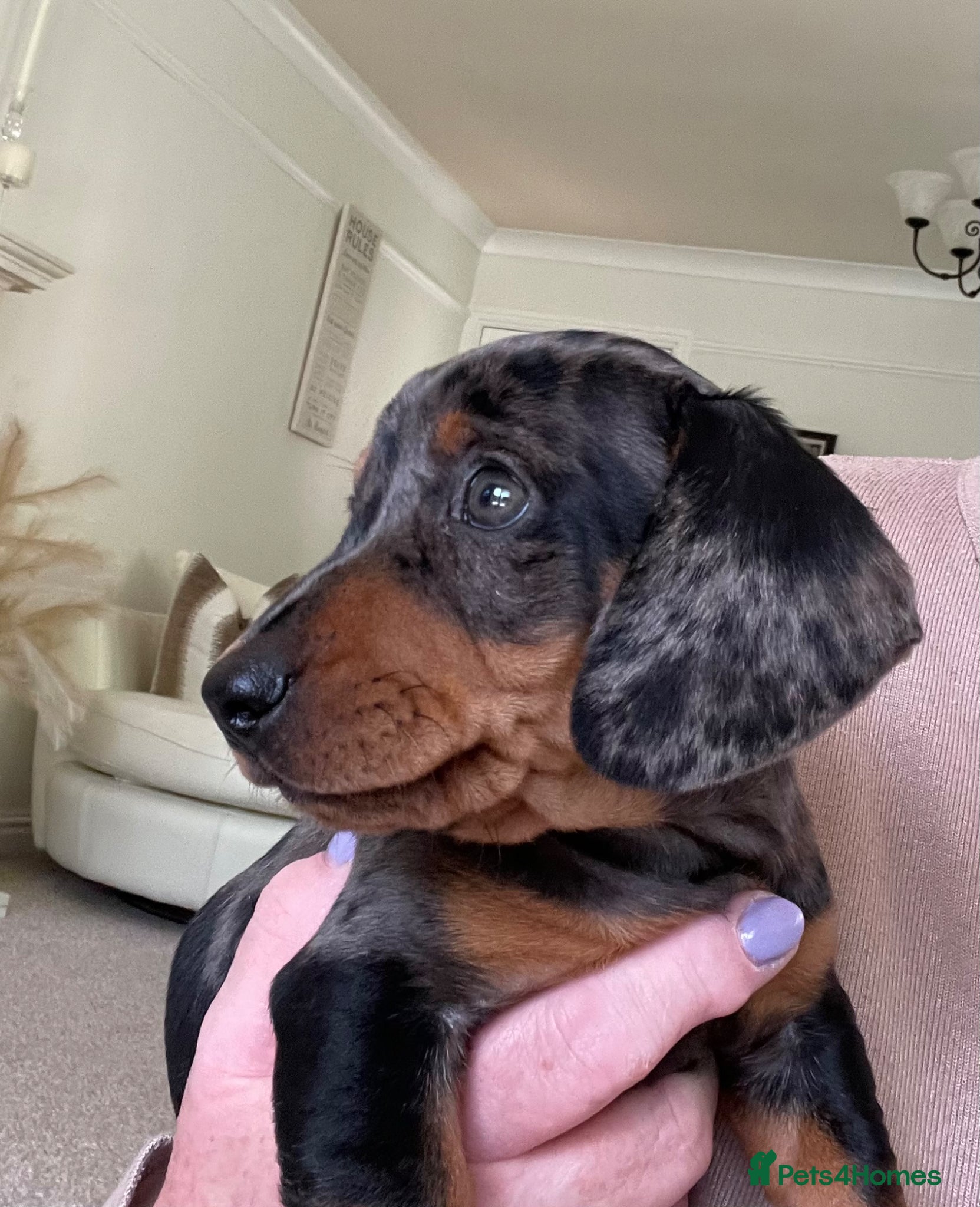 Miniature Dachshund dogs Ready to leave ! K/C reg Mini Dachshund Boy  - Advert 1