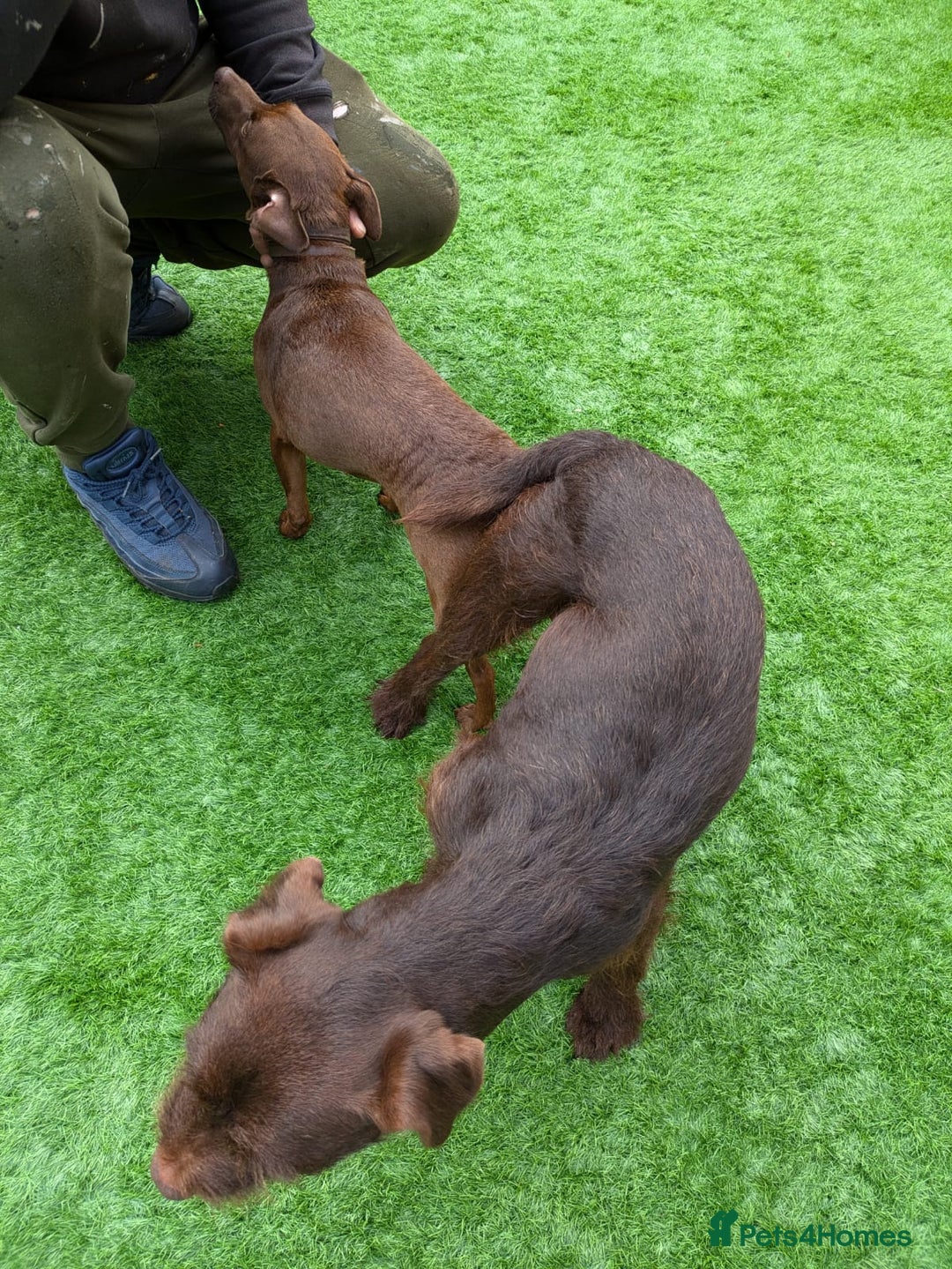 Patterdale Terrier dogs for sale: red patterdale pups  - Advert 4