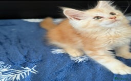 Maine Coon cats for sale: Pedigree MainCoon Kittens  - Image 9