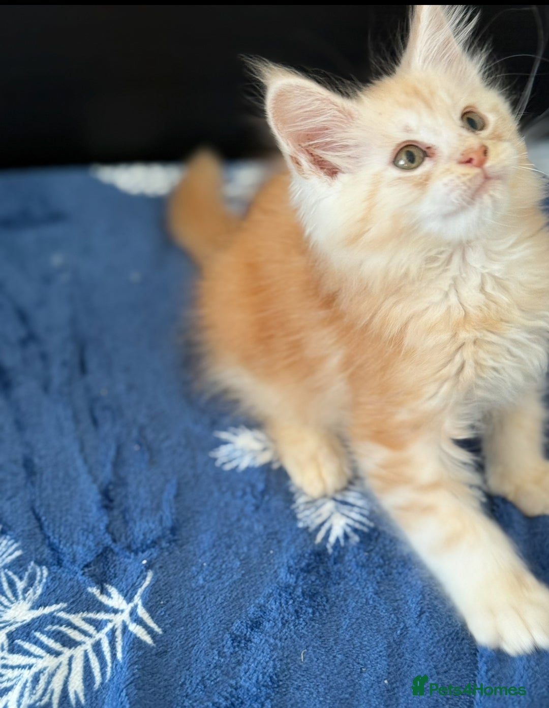 Maine Coon cats for sale: Pedigree MainCoon Kittens  - Image 9