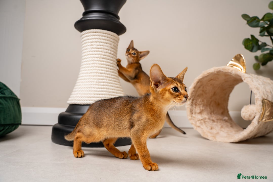 Abyssinian cats for sale: Premium Abyssinian kittens-TICA- Champion Pedigree - Image 4