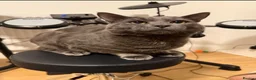 Russian Blue cats for sale: Beautiful Russian Blue Cat Looking for a New Home - Advert 7