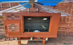 Budgerigars birds for sale: 6 to 8 weeks baby budgies and some adults males. - Image 1