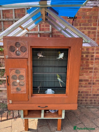 Budgerigars birds - Advert 8