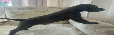 Mixed Breed 2
