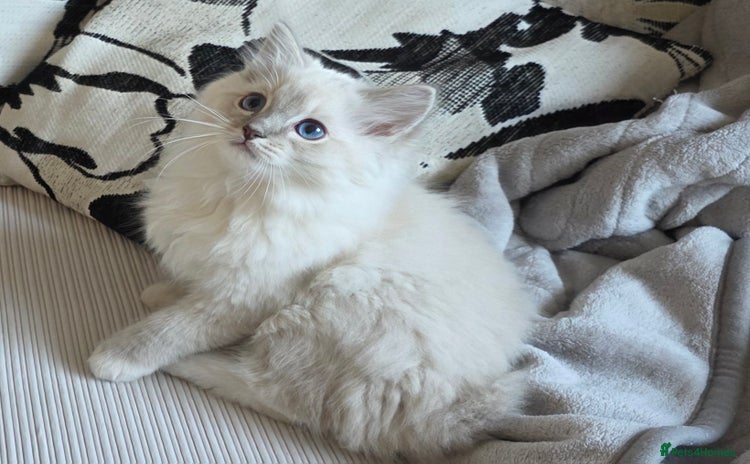 Ragdoll cats - Advert 15