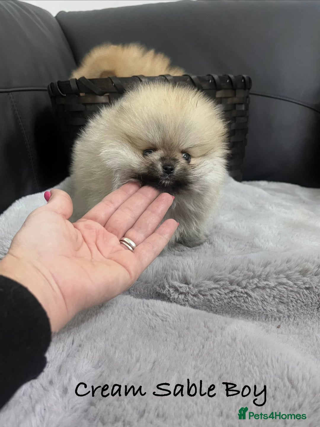 Pomeranian dogs for sale: 🔥Stunning 🐻Real Teddy Face🏆Quality  - Advert 12