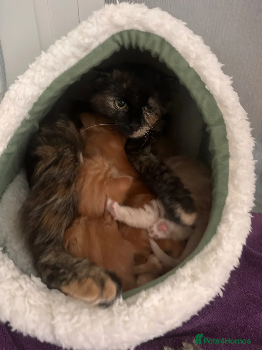 Mixed Breed cats for sale: 1 adorable ginger boy left mid length fur  - Advert 11