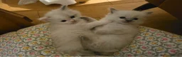 Ragdoll cats for sale: 3 Ragdoll Girls - Advert 9