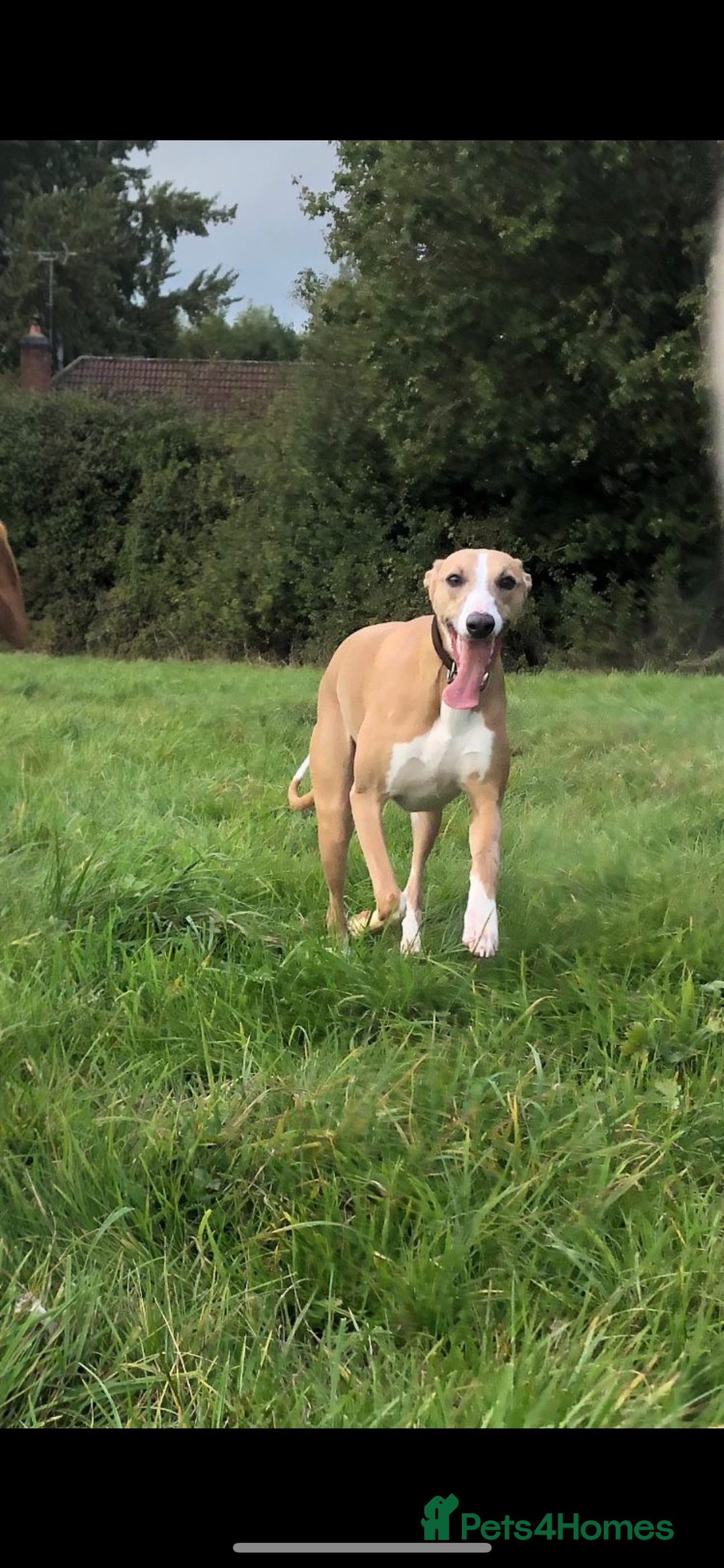 Whippet dogs for sale: STUNNING GIRL NEEDS A HOME  - Advert 2