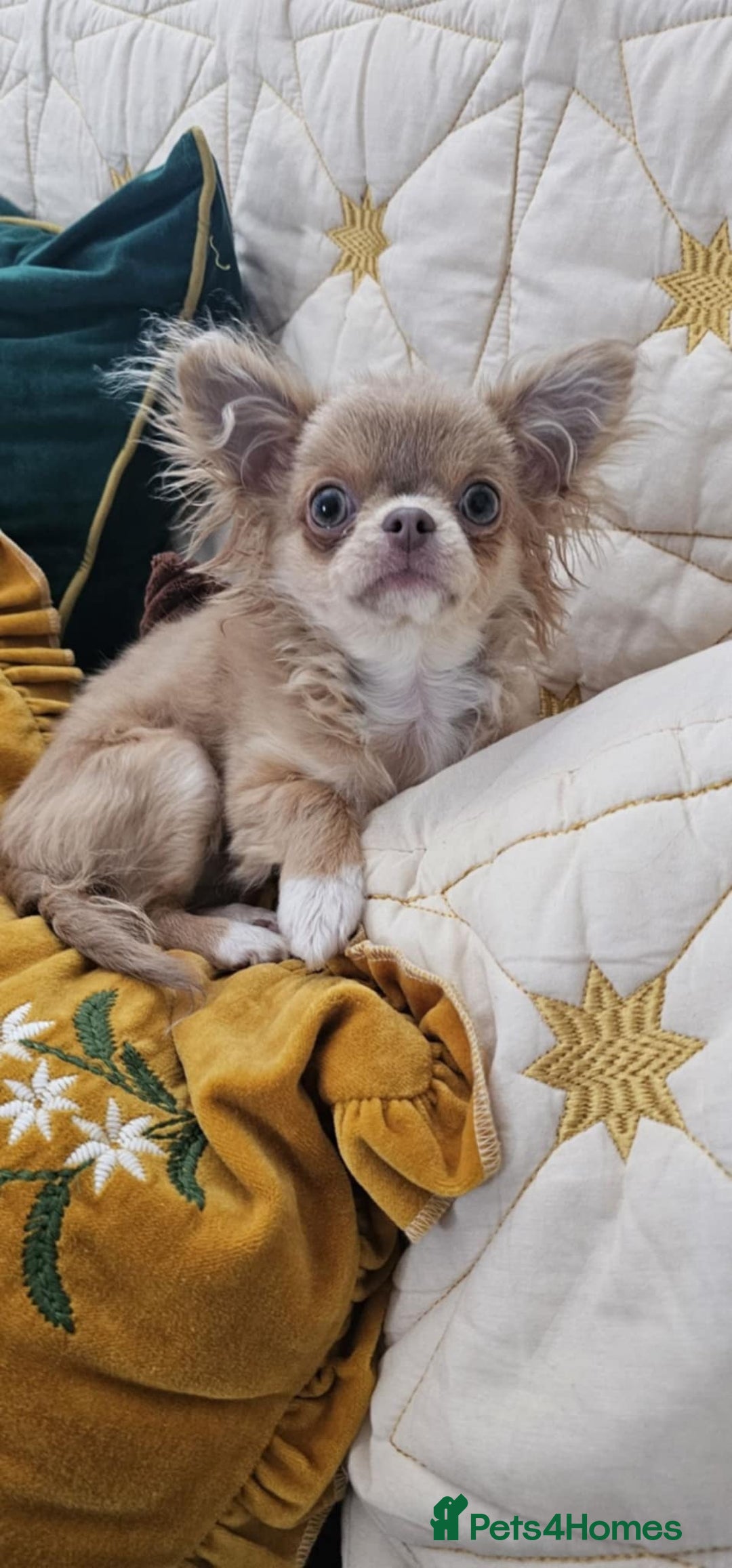 Chihuahua dogs for stud: Tiny russian/Thai kc lc chihuahua stud lilac fawn - Advert 9