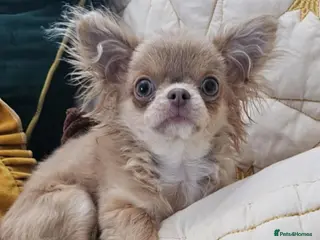 Chihuahua dogs Tiny health tested kc lc chihuahua stud lilac fawn - Advert 3