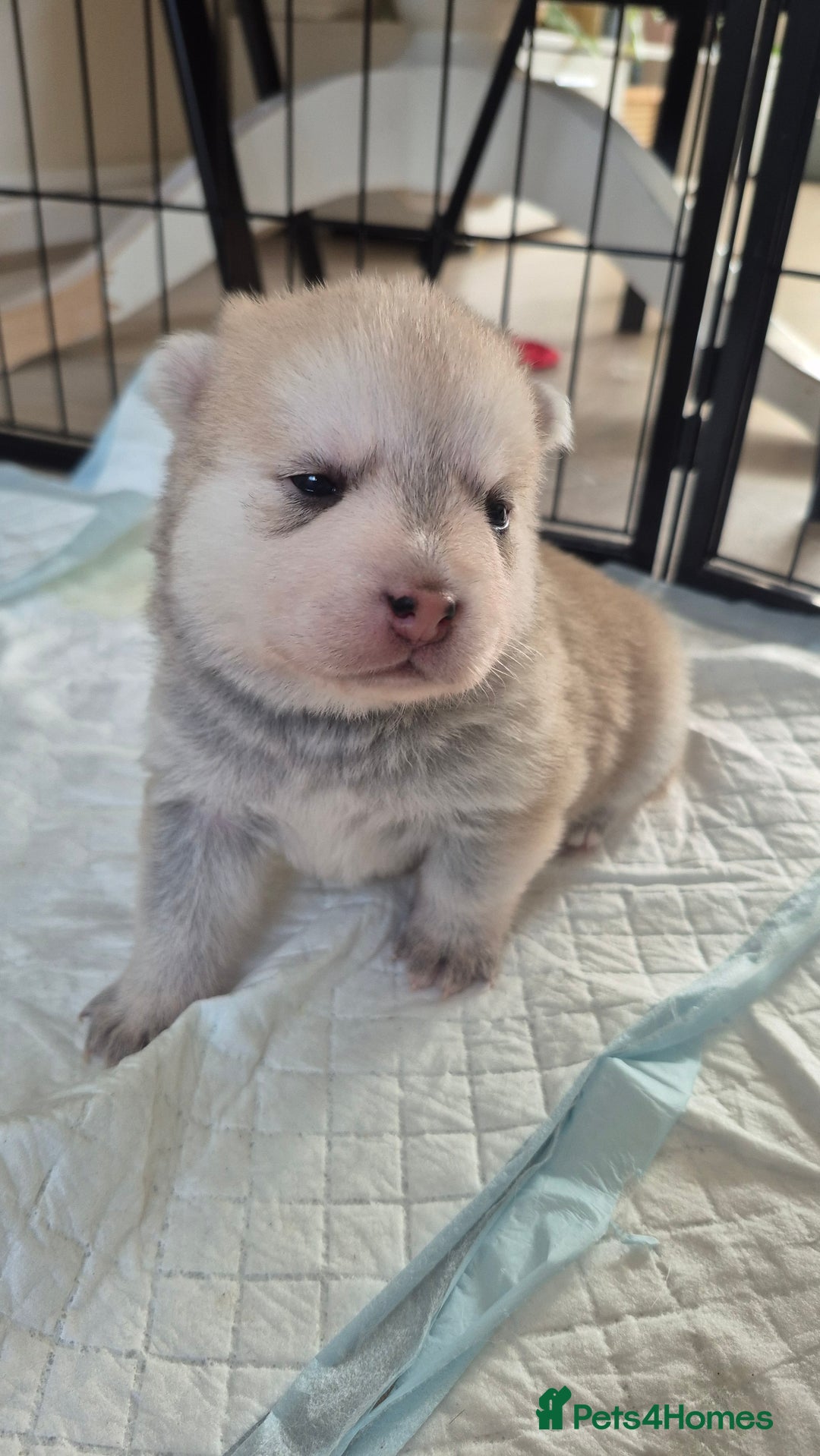 Pomsky dogs for sale: 🐾 New Year Pomsky Puppies – Mini Husky 🐾 - Advert 9
