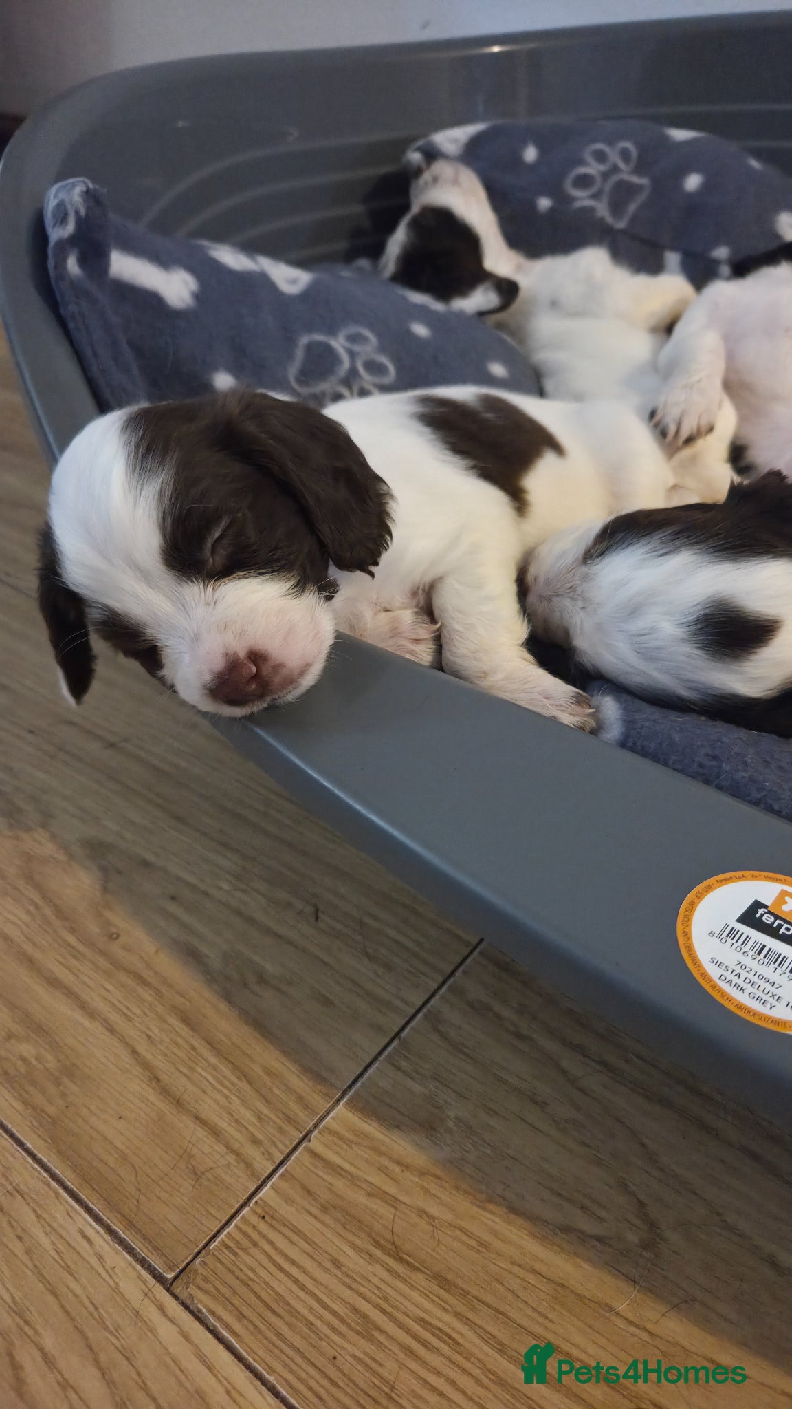 Sprocker dogs for sale: Six Springer/Cocker Spaniels.  - Advert 6