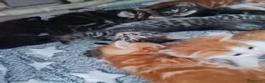 British Longhair 3
