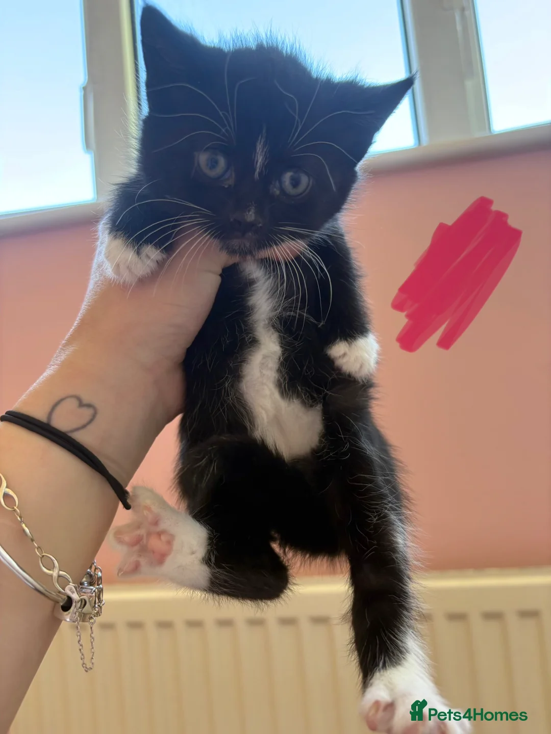 Mixed Breed cats for sale: Gorgeous kittens for sale🤍 - Advert 2