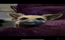 German Shepherd dogs for sale: URGENT home needed for my dogs - Image 5