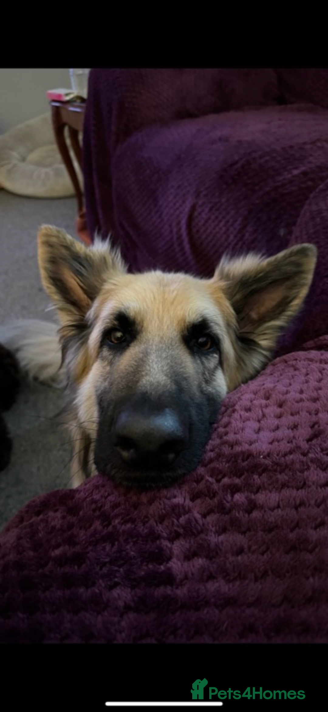 German Shepherd dogs for sale: URGENT home needed for my dogs - Image 5
