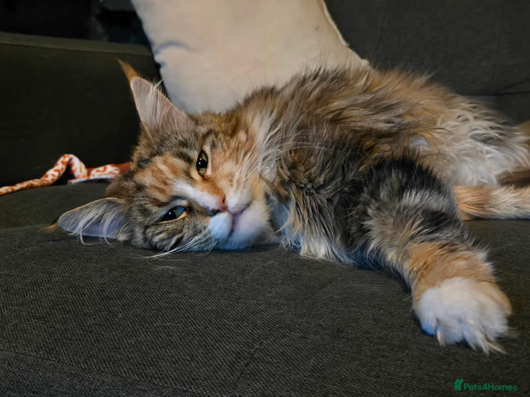 Mixed Breed cats for sale: Sisters looking for a new family home <3 - Advert 2