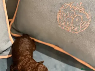 Toy Poodle dogs Asian x toy poodle - Advert 10