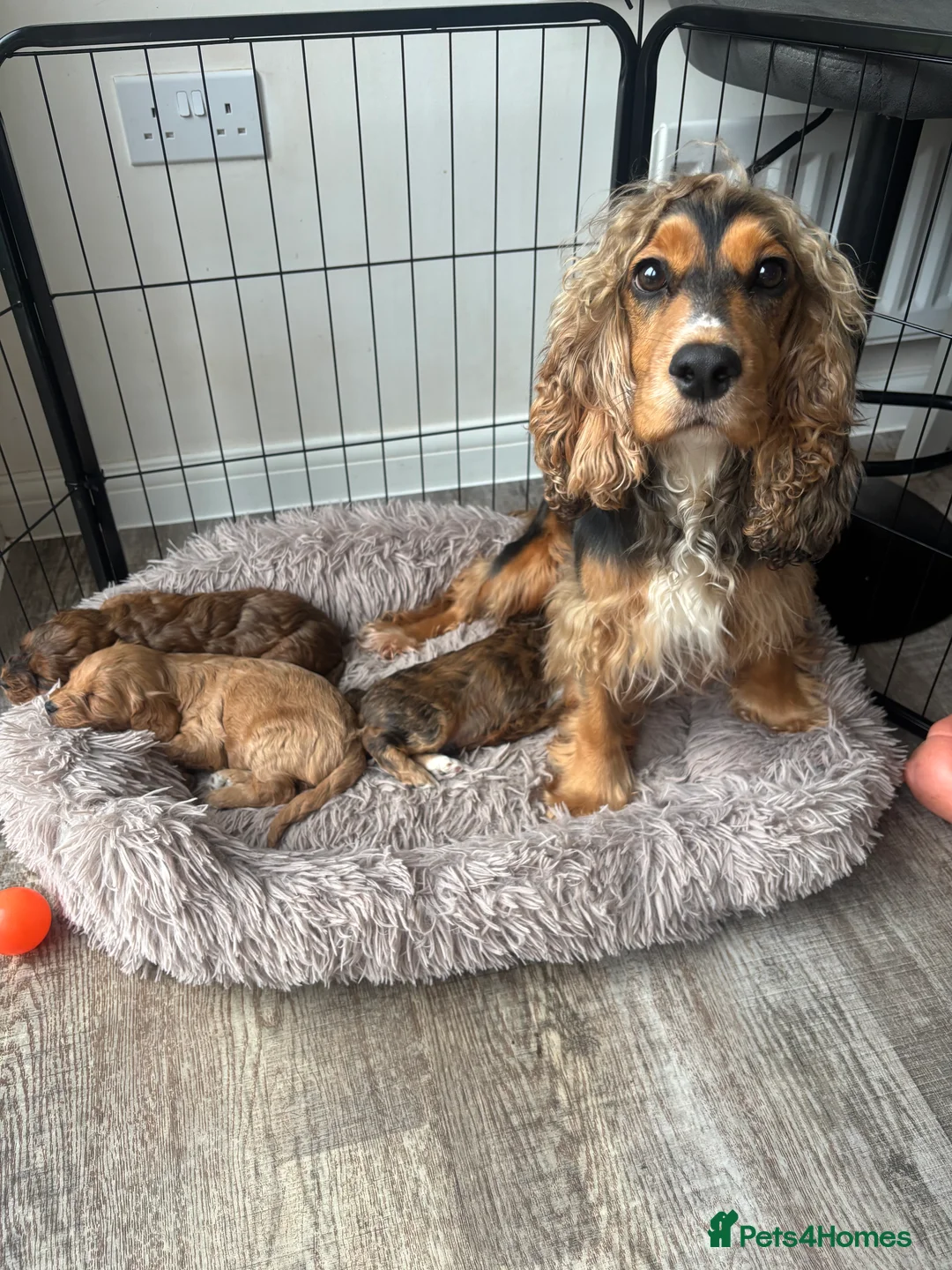 Cockapoo dogs for sale: Cockerpoo Puppies  - Advert 2