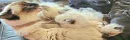 Ragdoll cats for sale: 2 beautiful seal point Ragdoll Kittens  - Advert 15