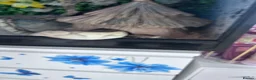 Python Snake reptiles for sale: Ball phyton  - Advert 3