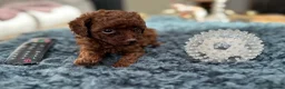 Toy Poodle dogs for sale: Adorable mini Asian poodle  - Advert 11