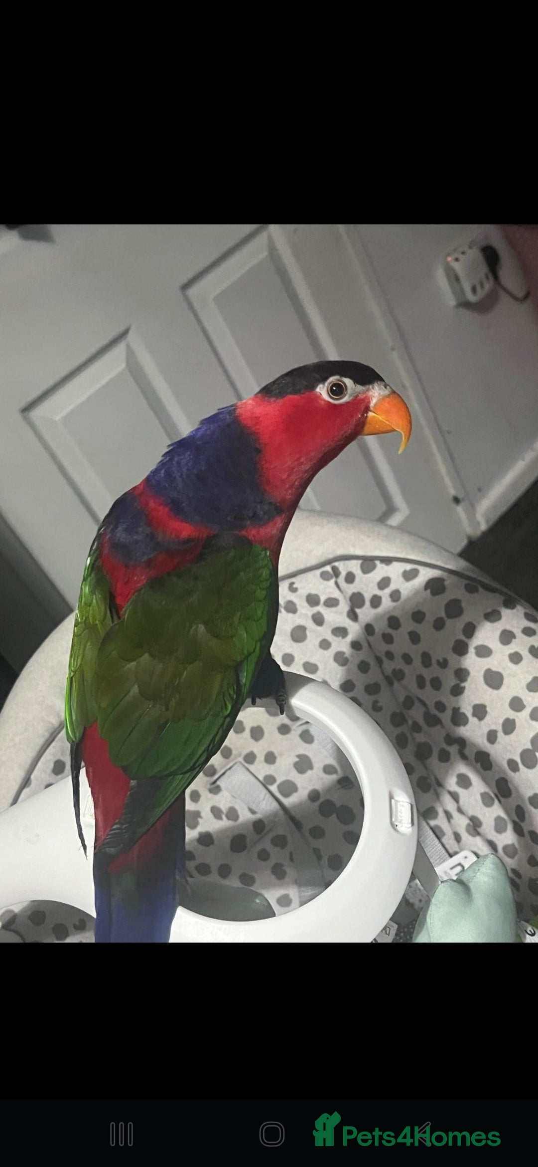 Lories birds for sale: Bird  - Advert 1