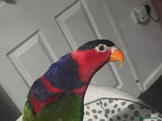 Lories birds Bird - Advert 3