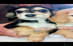 Cocker Spaniel dogs for sale: Adorable cocker spaniel puppy’s  - Image 3