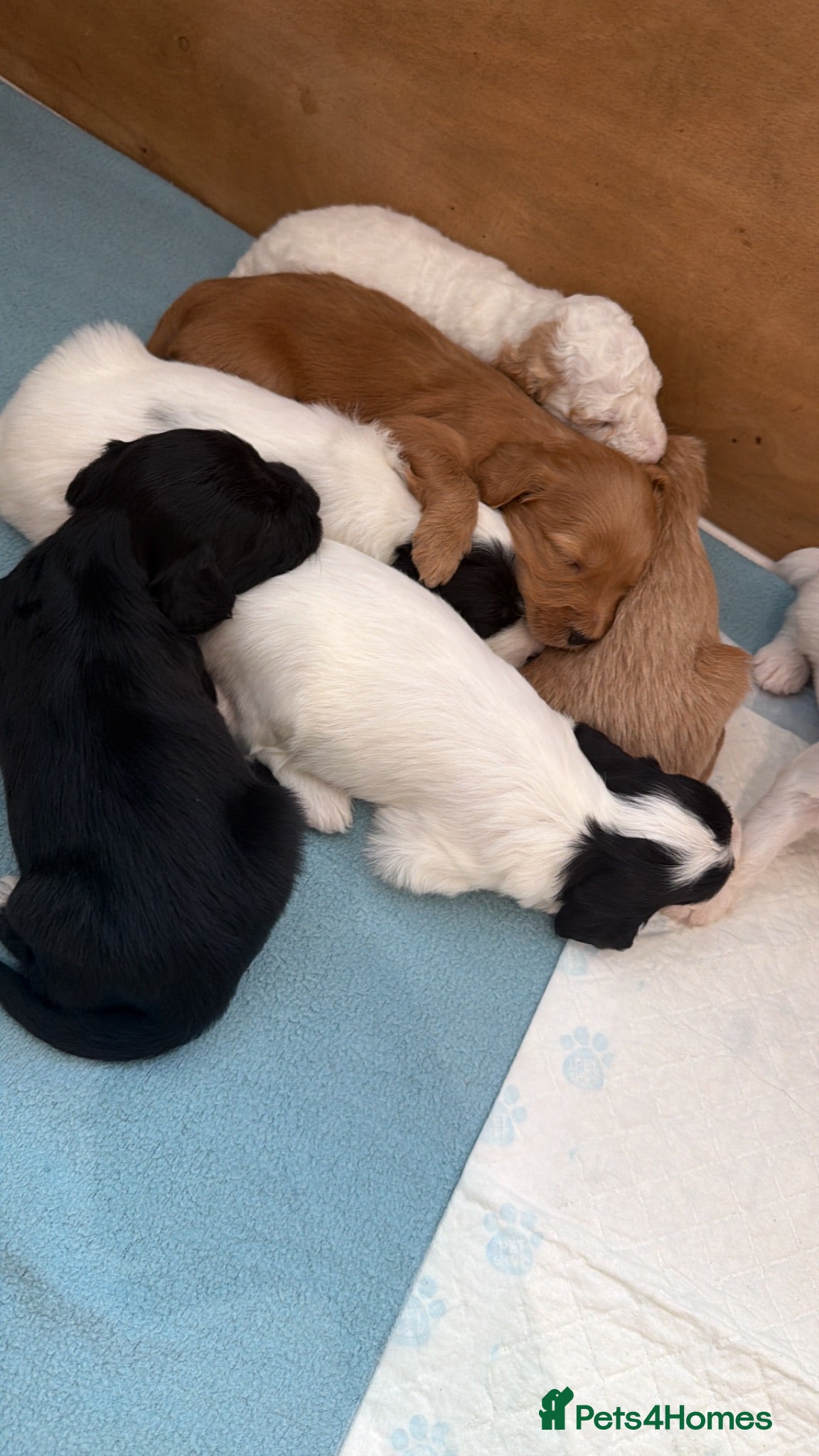 Australian Labradoodle dogs 8 Gorgeous Australian labradoodle puppies - Advert 1
