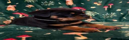 Rottweiler dogs for sale: Beautiful Rottweiler Puppies Available  - Advert 7