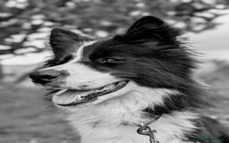 Border Collie dogs for stud: Looking for a stud for February  - Image 2
