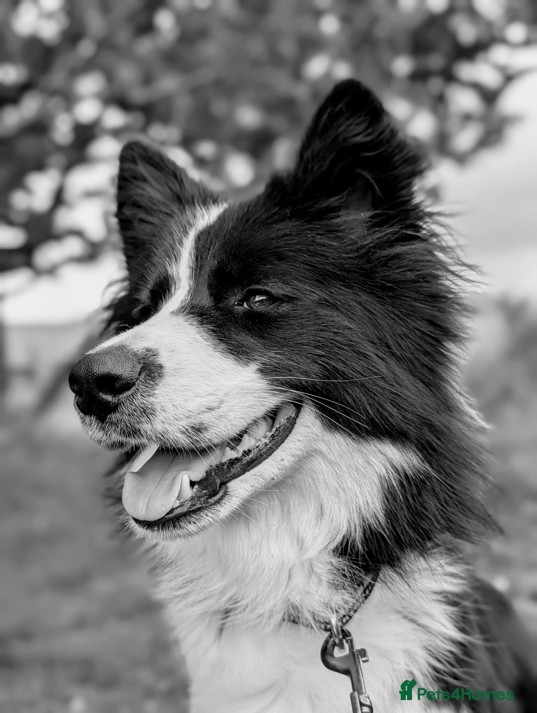 Border Collie dogs for stud: Looking for a stud for February  - Image 2