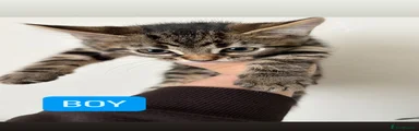 Mixed Breed Kitten 1