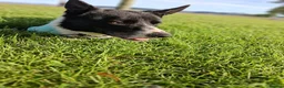 Border Collie dogs for sale: Kaptain Kipper – Loving 4-Year-Old Border Collie - Advert 11