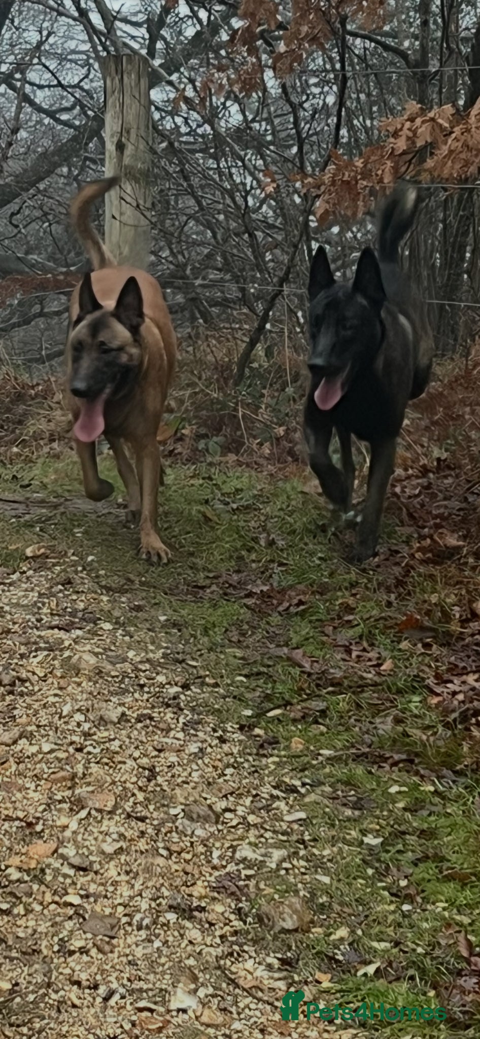 Belgian Shepherd Dog dogs Stunning litter of Belgian Malinois puppies  - Advert 11