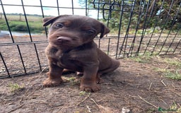 Patterdale Terrier dogs for sale: Gorgeous patterdale pups for sale  - Image 5
