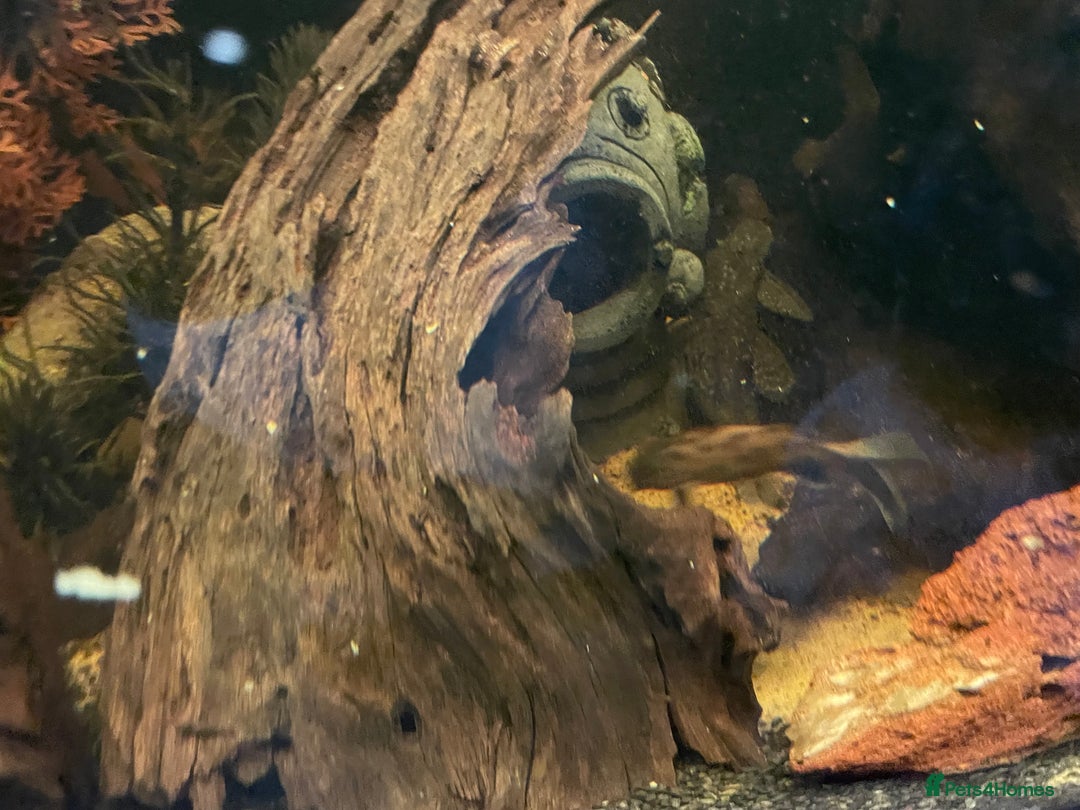 Loaches fish for sale: 4ft aquarium fish tank - Advert 11