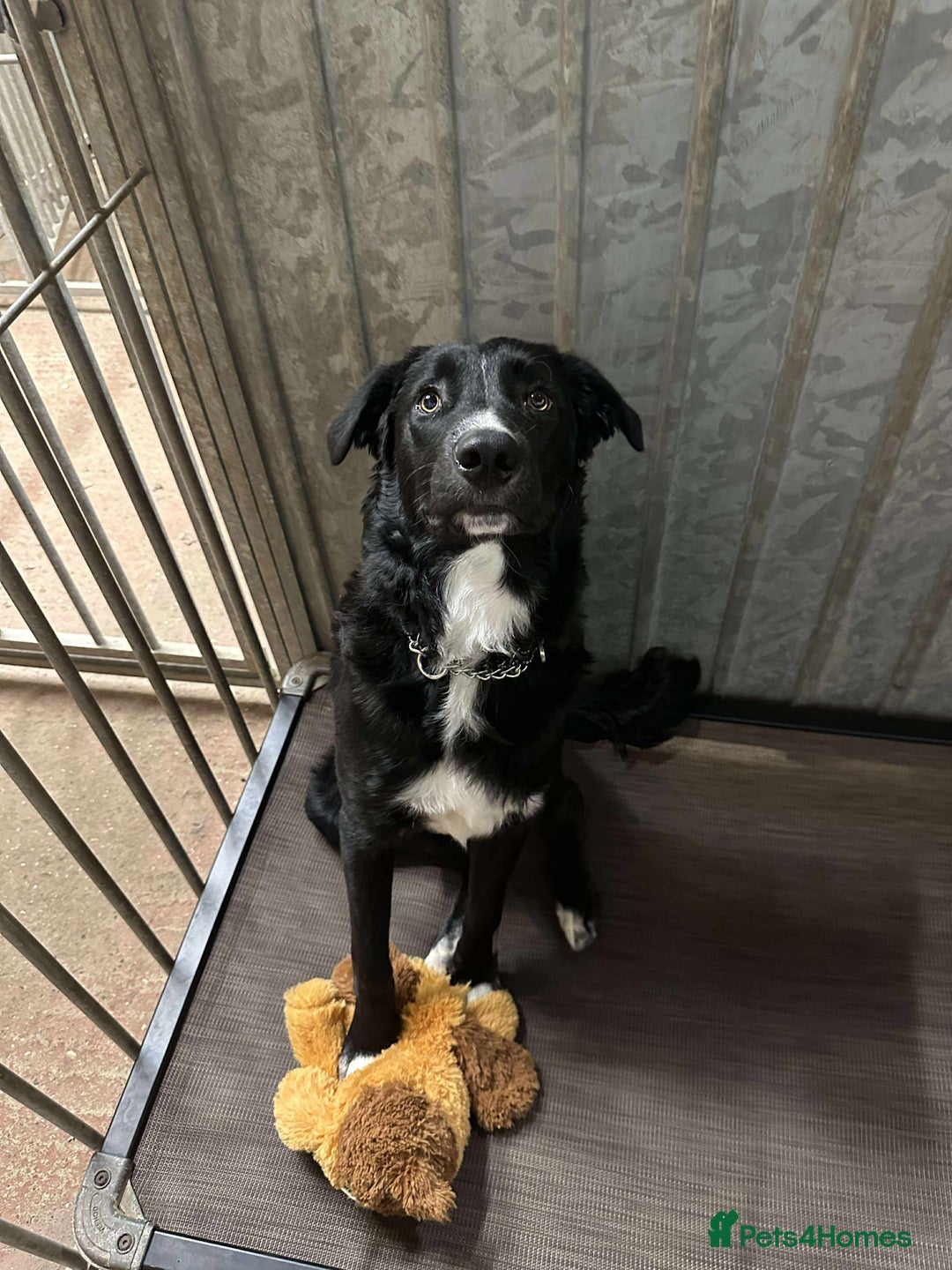 Mixed Breed dogs for adoption: Malcolm - Image 1