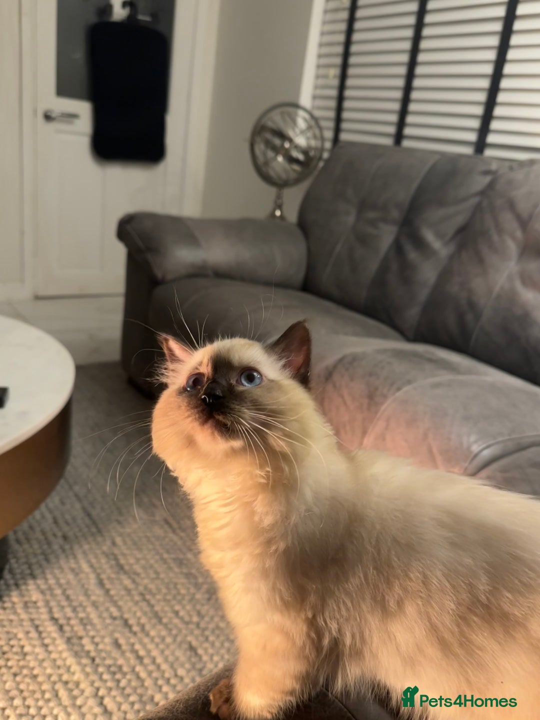 Ragdoll cats for sale: Very Fluffy Female Ragdoll Kitten - Advert 4