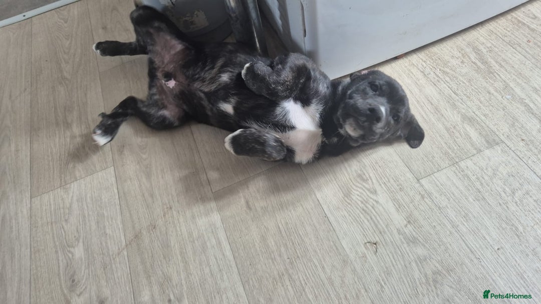 Mixed Breed dogs for sale: Staffy x husky mix - Image 4